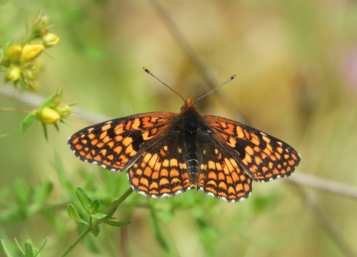 iNaturalist observation photo of Northern Checkerspot