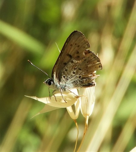 iNaturalist observation photo of Gossamer-winged Butterflies