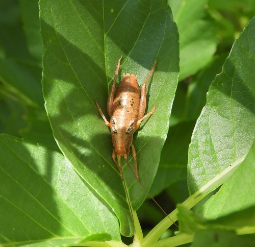 iNaturalist observation photo of Arboreal Camel Cricket