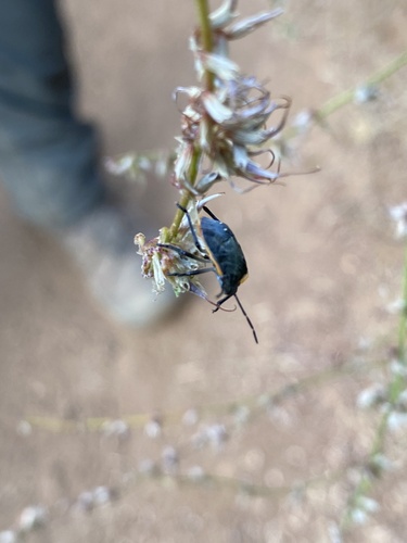 iNaturalist observation photo of True Bugs