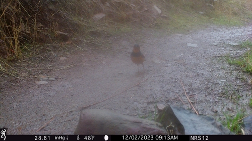 iNaturalist observation photo of Varied Thrush