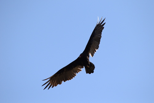 iNaturalist observation photo of Turkey Vulture
