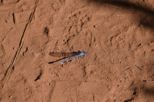 iNaturalist observation photo of California Dancer