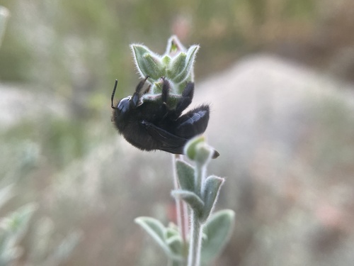 iNaturalist observation photo of Large Carpenter Bees