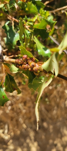 iNaturalist observation photo of Clasping Twig Gall Wasp