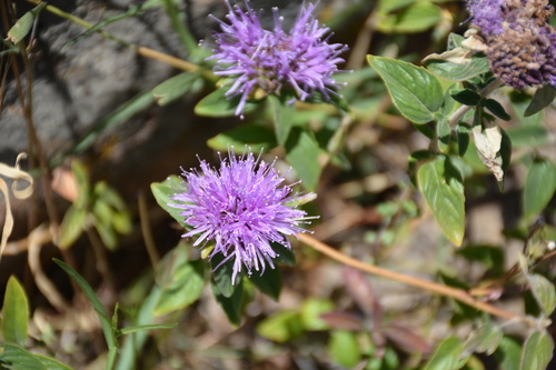 iNaturalist observation photo of Coyote Mint