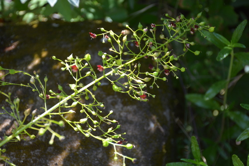 iNaturalist observation photo of California beeplant