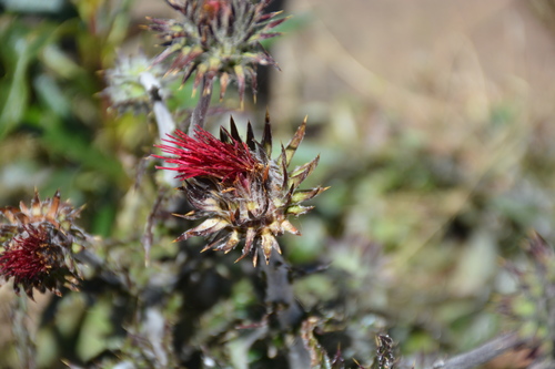 iNaturalist observation photo of Cobwebby Thistle
