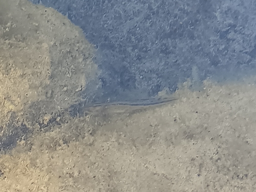 iNaturalist observation photo of California Newt
