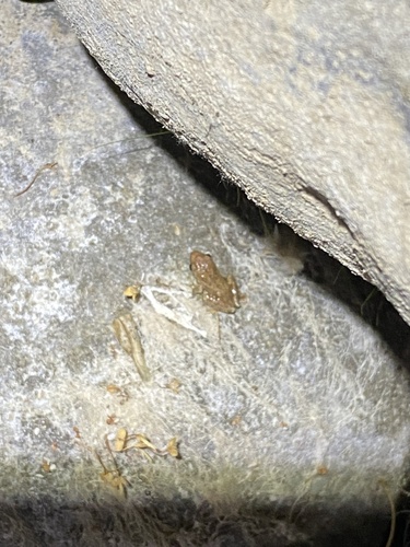iNaturalist observation photo of Pacific chorus frog