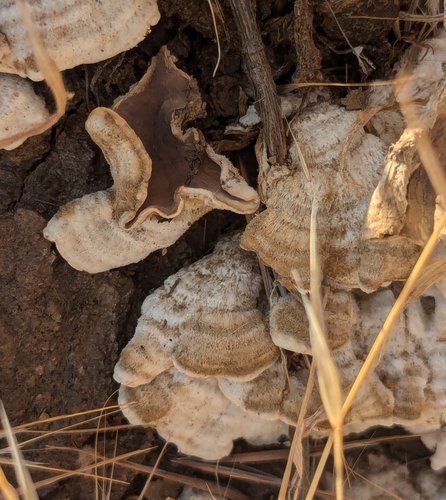 iNaturalist observation photo of hairy curtain crust