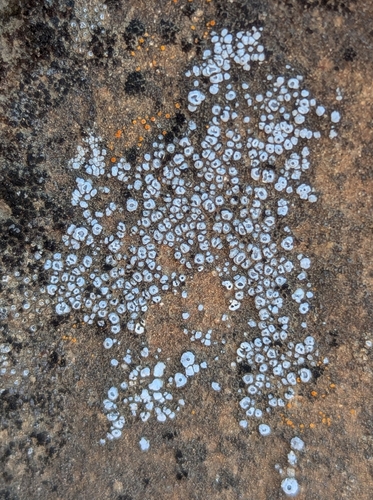 iNaturalist observation photo of cobblestone lichens
