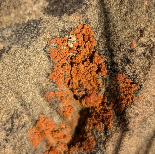 iNaturalist observation photo of Xanthorioideae