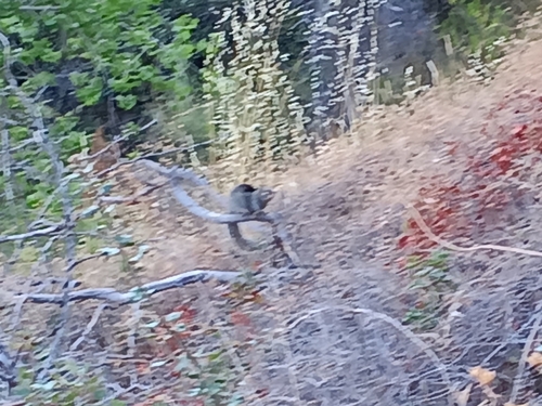 iNaturalist observation photo of Douglas's Ground Squirrel