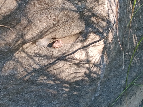 iNaturalist observation photo of Pacific chorus frog