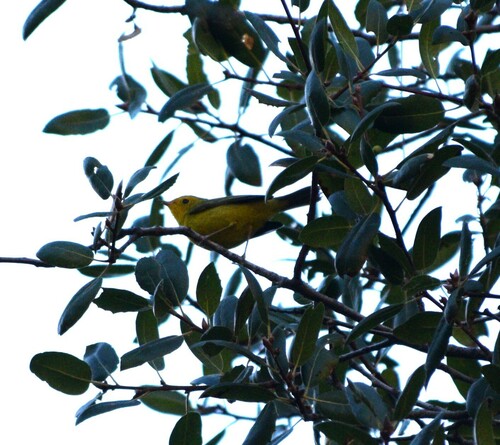 iNaturalist observation photo of Wilson's Warbler