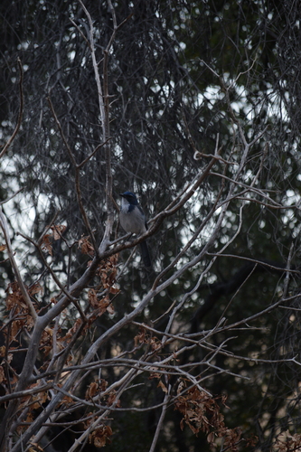 iNaturalist observation photo of California Scrub-Jay
