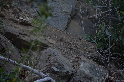 iNaturalist observation photo of Rufous-crowned Sparrow