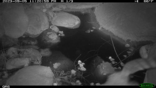 iNaturalist observation photo of Ringtail
