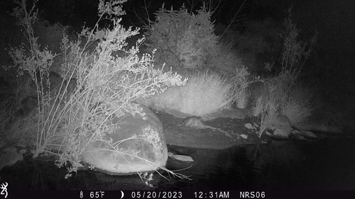 iNaturalist observation photo of Ringtail