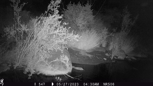 iNaturalist observation photo of Ringtail