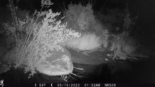 iNaturalist observation photo of Ringtail