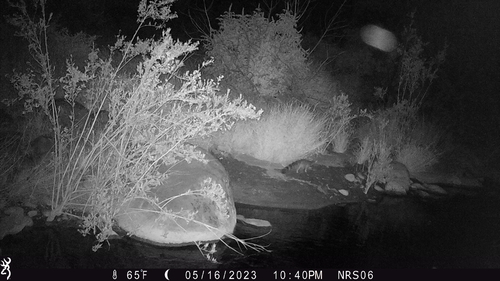 iNaturalist observation photo of Ringtail