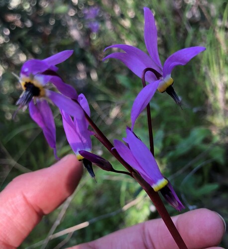iNaturalist observation photo of Henderson's shooting star