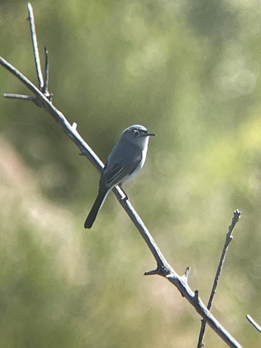 iNaturalist observation photo of Blue-gray Gnatcatcher