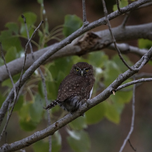 iNaturalist observation photo of Northern Pygmy-Owl