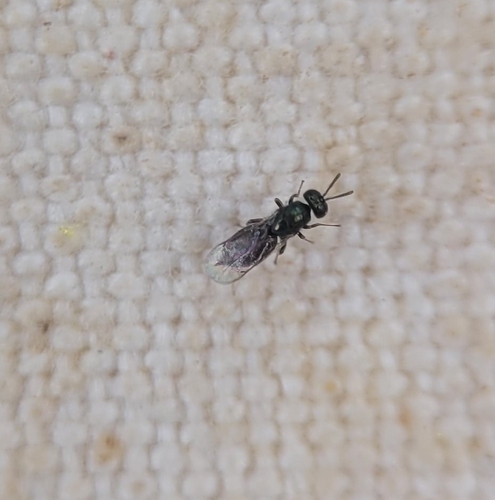 iNaturalist observation photo of Pirenidae