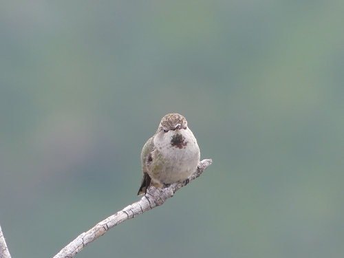 iNaturalist observation photo of Anna's Hummingbird