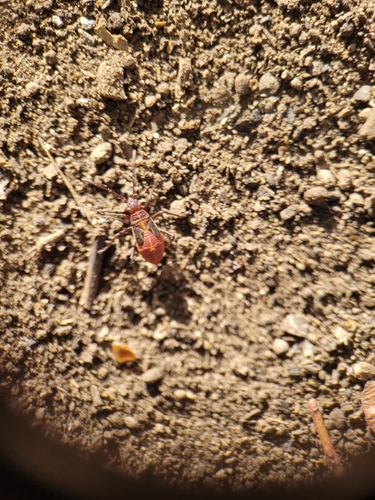 iNaturalist observation photo of Western Boxelder Bug
