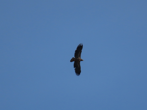iNaturalist observation photo of Bald Eagle