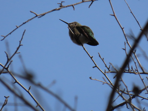 iNaturalist observation photo of Anna's Hummingbird