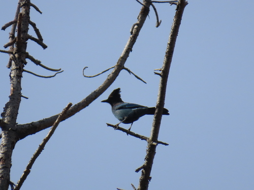 iNaturalist observation photo of Steller's Jay