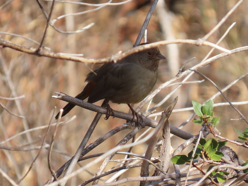 iNaturalist observation photo of California Towhee