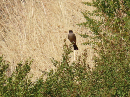 iNaturalist observation photo of Say's Phoebe