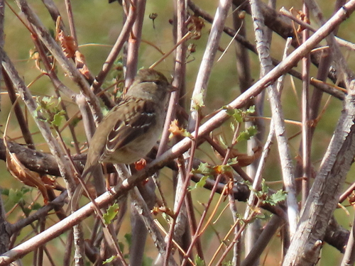 iNaturalist observation photo of White-crowned Sparrow