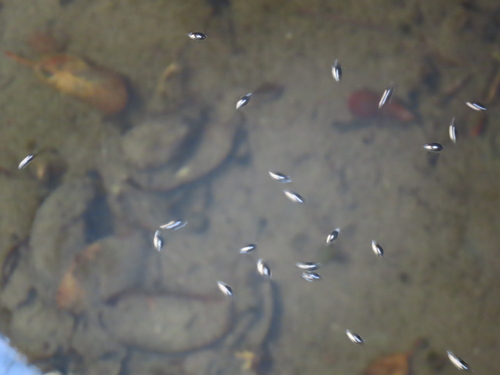 iNaturalist observation photo of Gyrinus