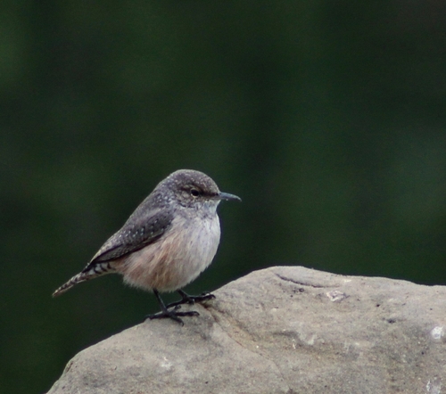 iNaturalist observation photo of Rock Wren