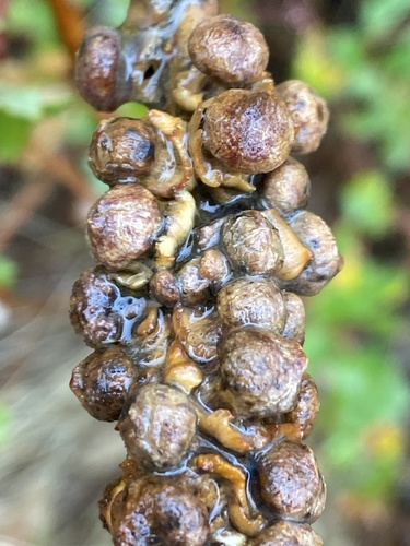 iNaturalist observation photo of Clasping Twig Gall Wasp