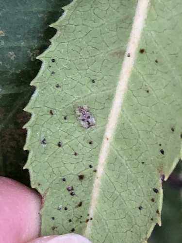 iNaturalist observation photo of Lace Bugs