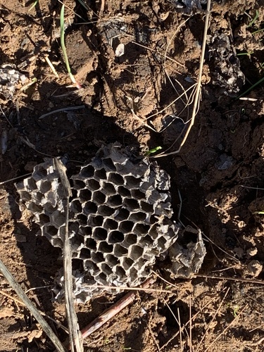 iNaturalist observation photo of European Paper Wasp