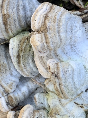 iNaturalist observation photo of hairy curtain crust