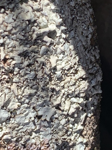iNaturalist observation photo of Cumberland Rock Shield