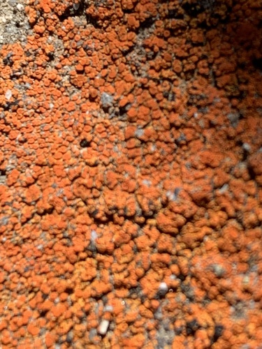iNaturalist observation photo of Orange Atoms