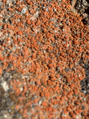 iNaturalist observation photo of sidewalk firedot