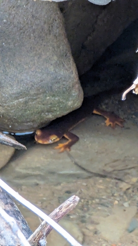 iNaturalist observation photo of California Newt