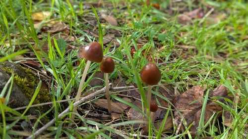 iNaturalist observation photo of Brittlestems and Allies